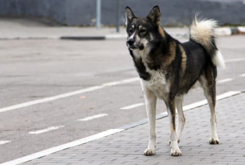 Verkehrsunfall: Zusammenstoß eines Hundes mit einem Kraftfahrzeug