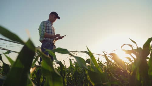 Wildschadenersatz – Schaden auf landwirtschaftlicher Fläche mit angebautem Mais