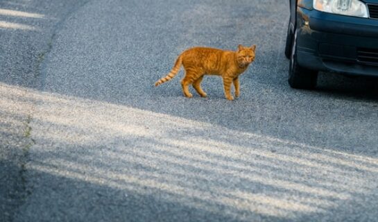 Haftungsquote – Ausweichen vor einer die Straße plötzlich querenden Katze