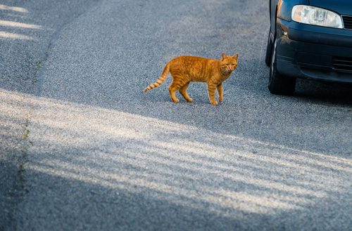 Haftungsquote - Ausweichen vor einer die Straße plötzlich querenden Katze